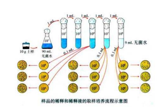什么是微生物梯度稀釋?zhuān)课⑸锾荻认♂層?jì)算公式